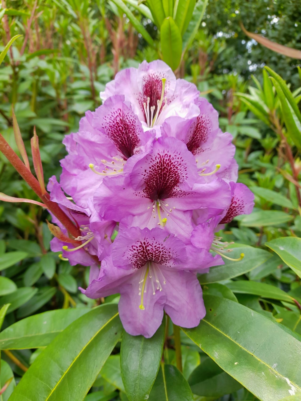 giverny