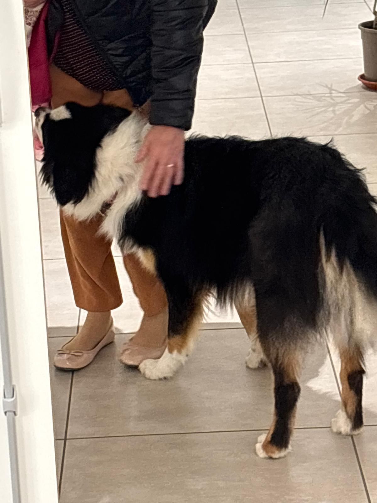 médiation animale médiation animale