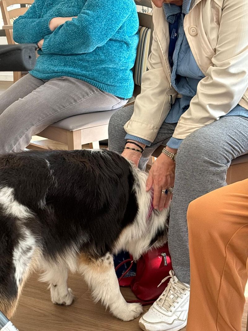 médiation animale médiation animale