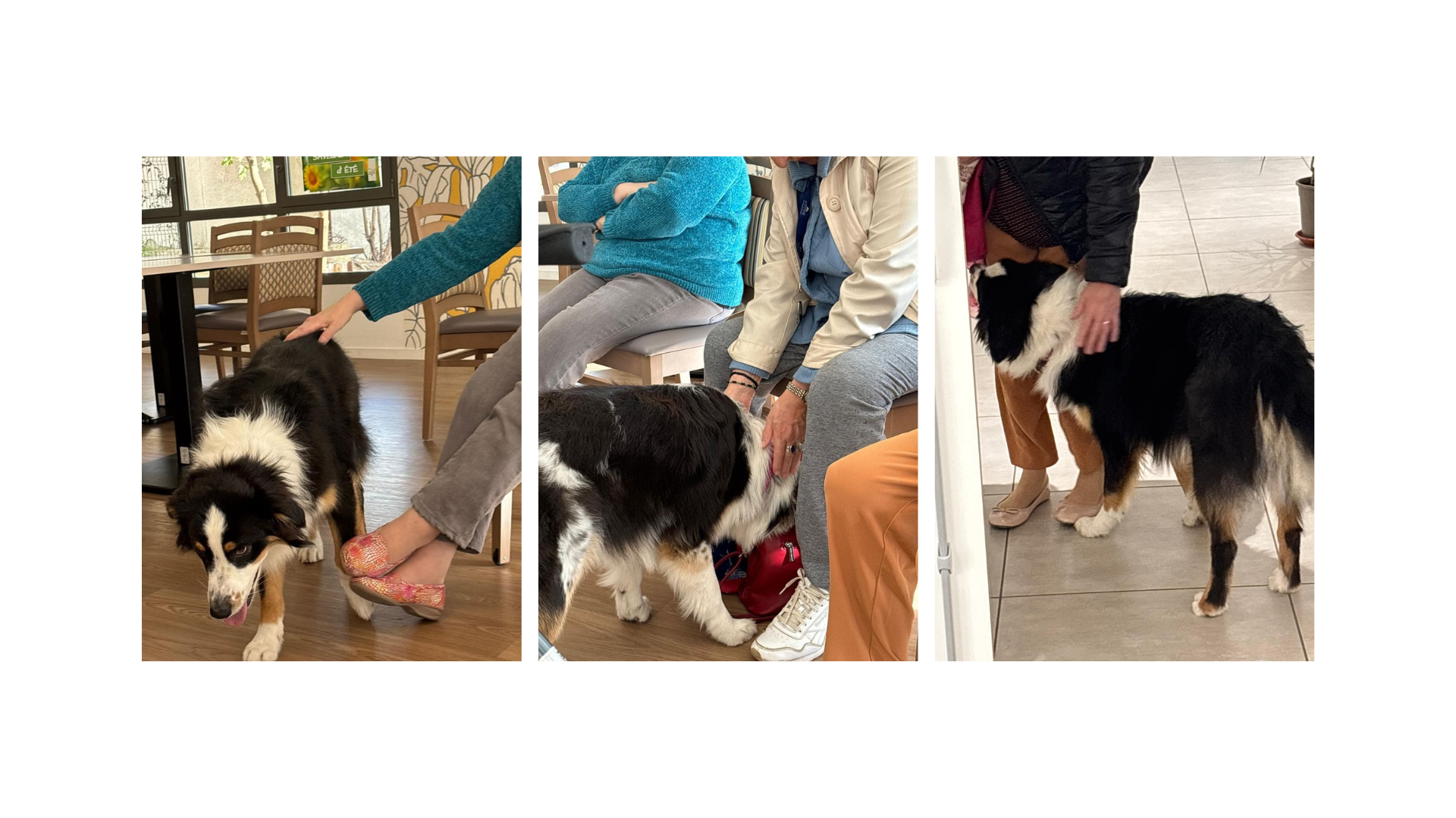 Médiation animale médiation animale