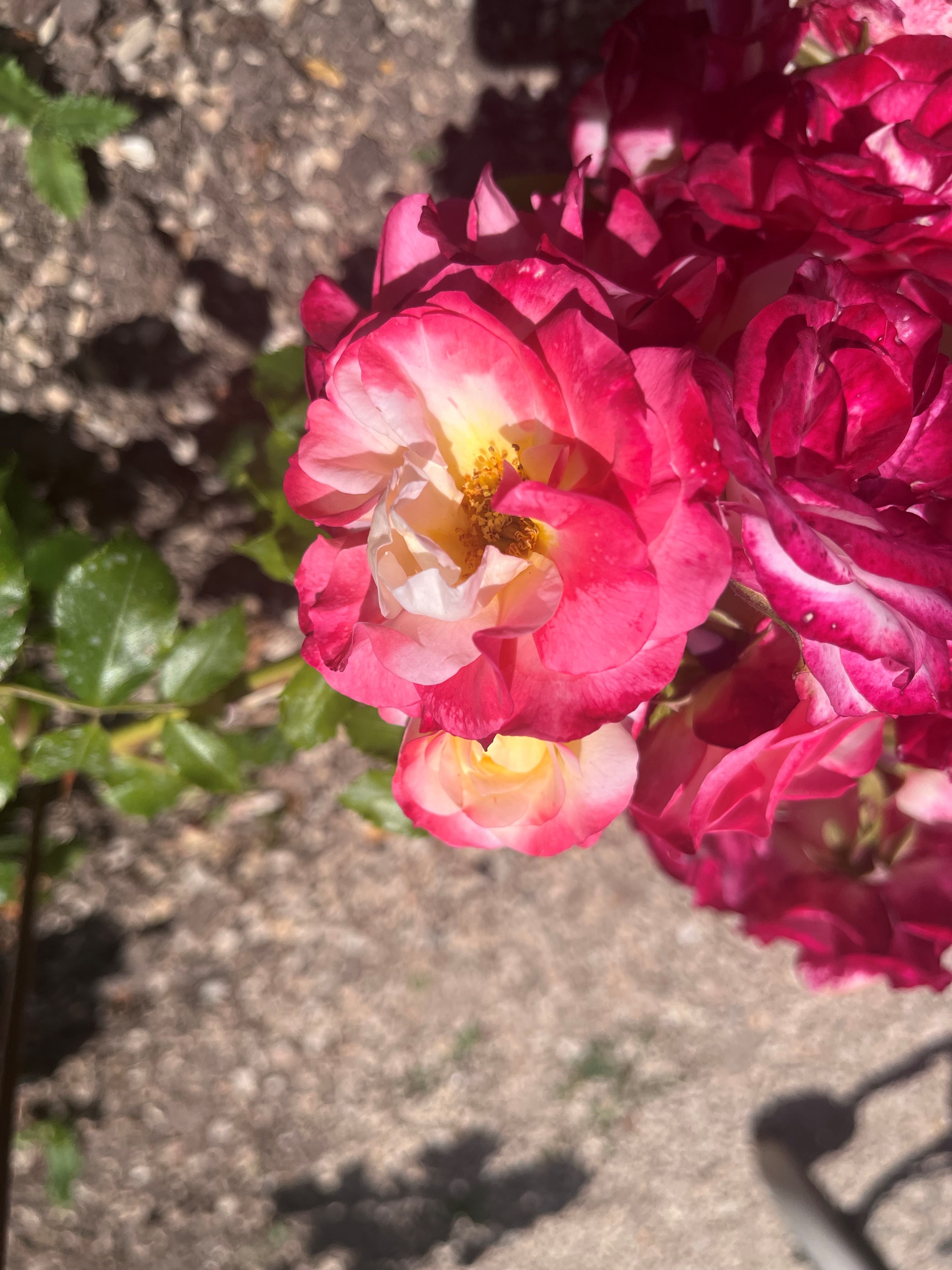 fleurs