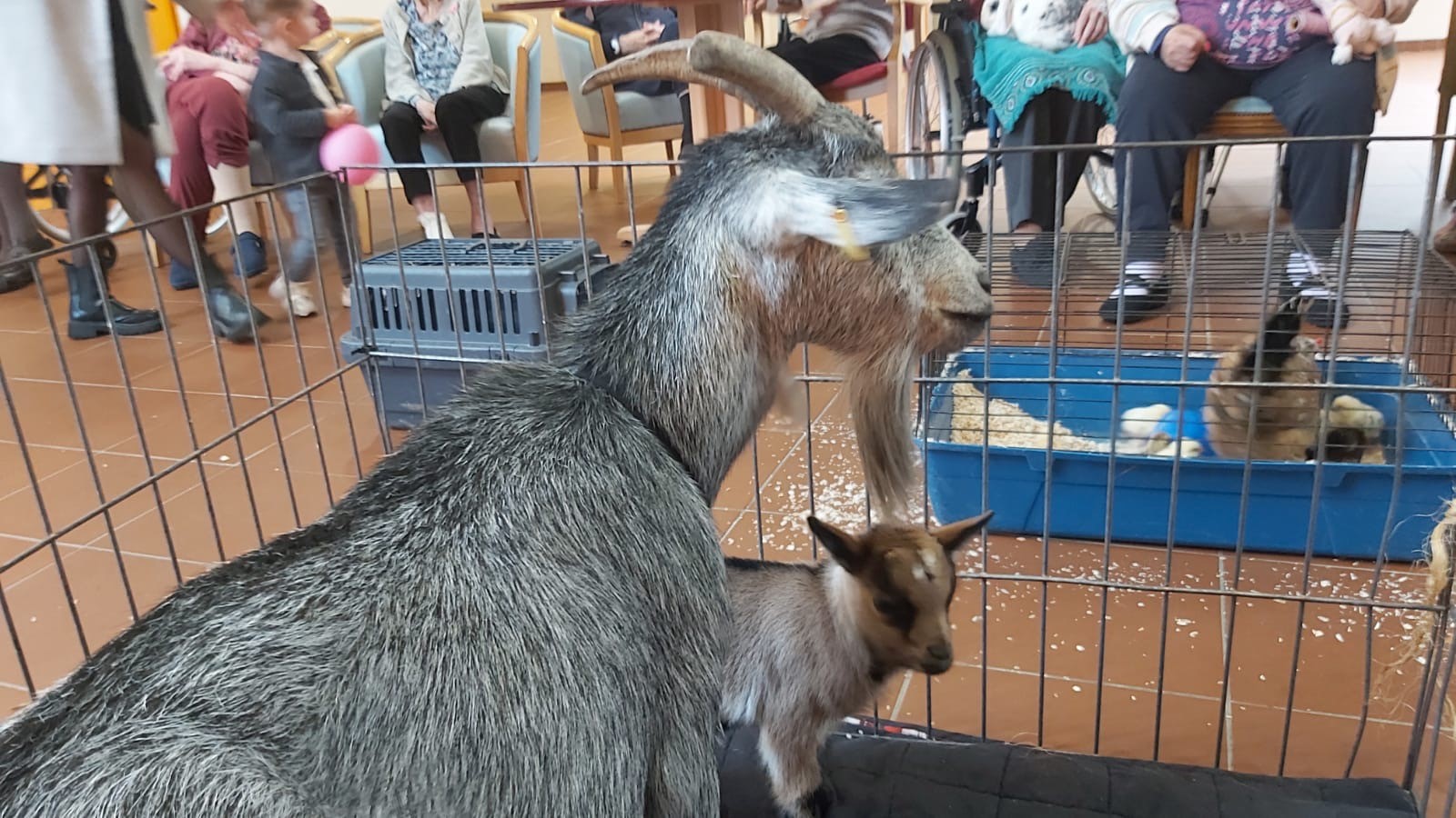 La Petite Ferme Itinérante La Petite Ferme Itinérante